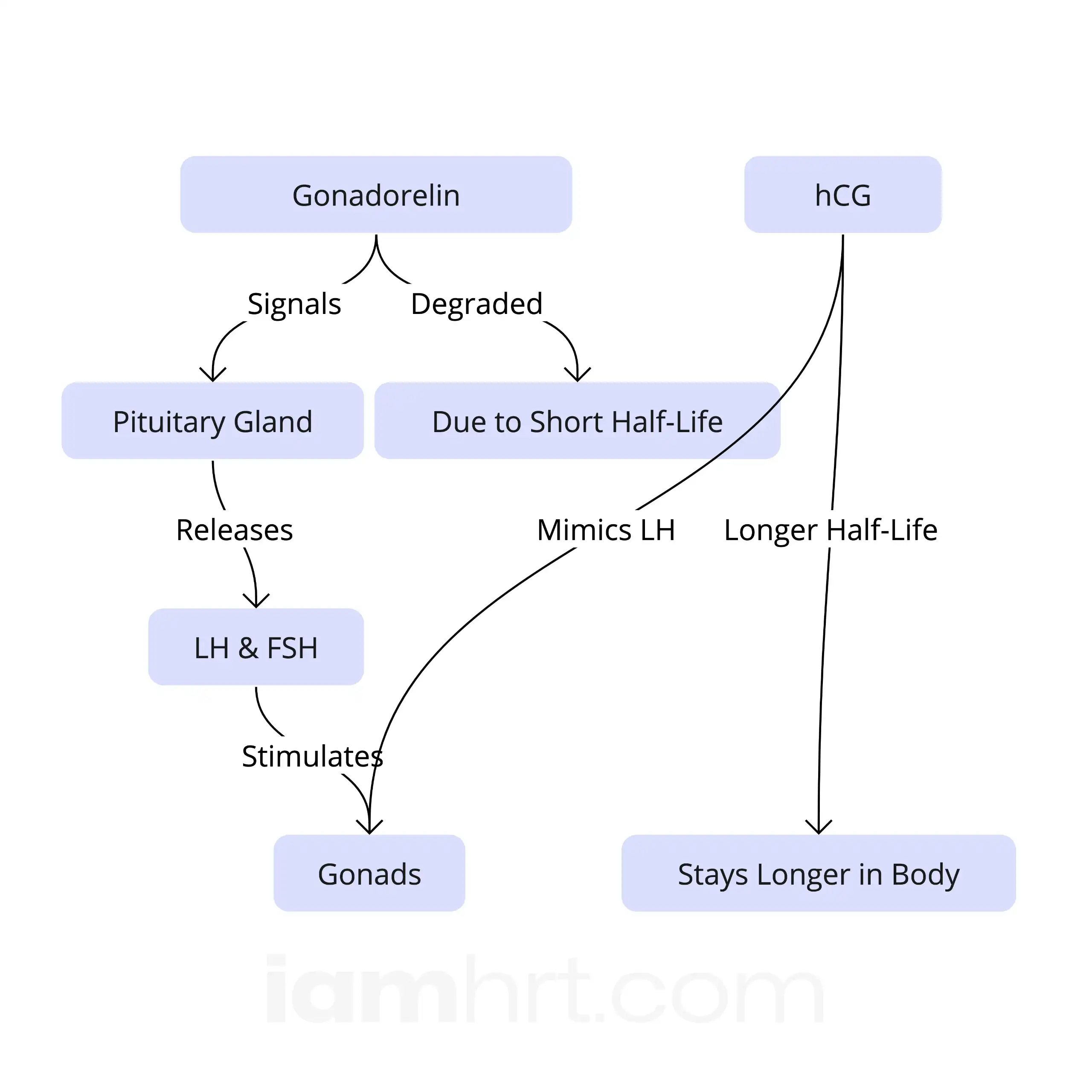 Gonadorelin & hCG in the TRT Scene - IAM Clinic